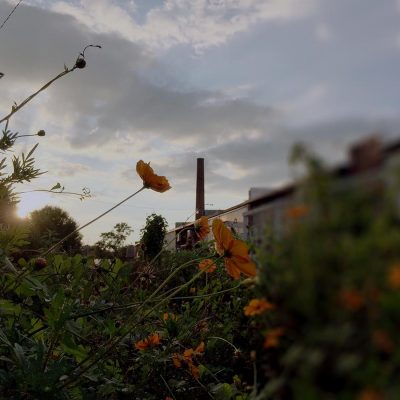 lowemill_Flowers