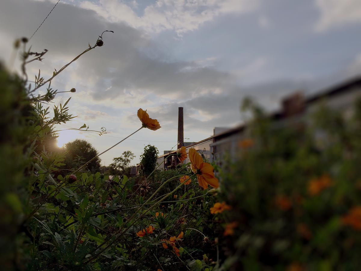 lowemill_Flowers
