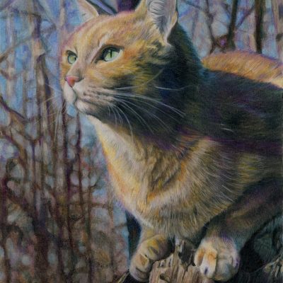 NFS - "Catbird Seat", 11" x 14", colored pencil