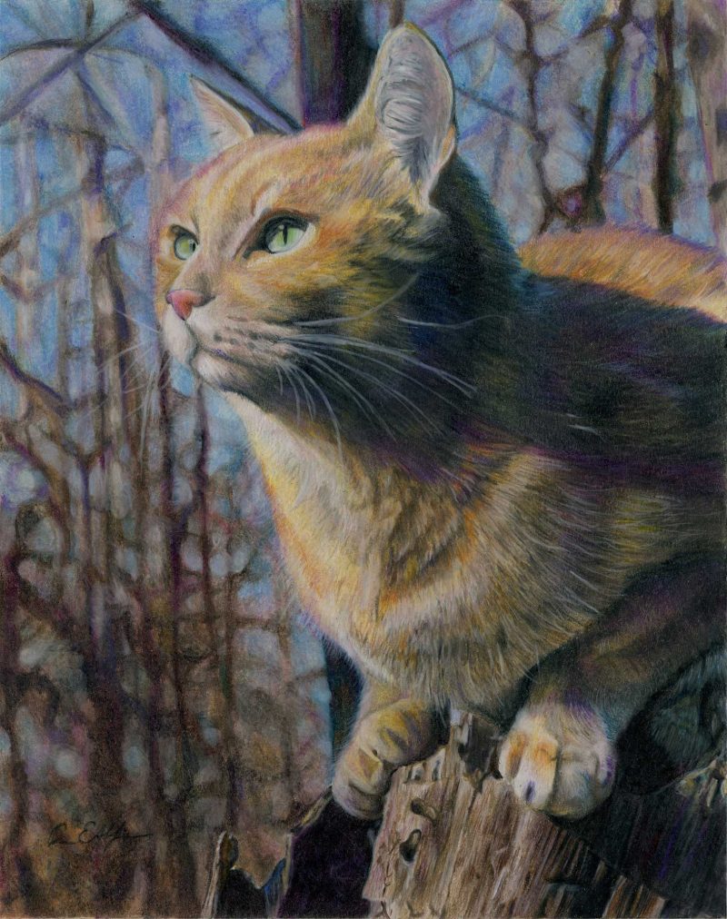 NFS - "Catbird Seat", 11" x 14", colored pencil