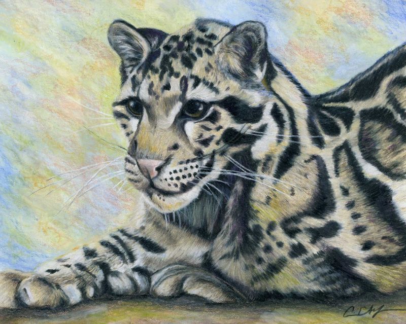 Clouded Leopard - Original Art
