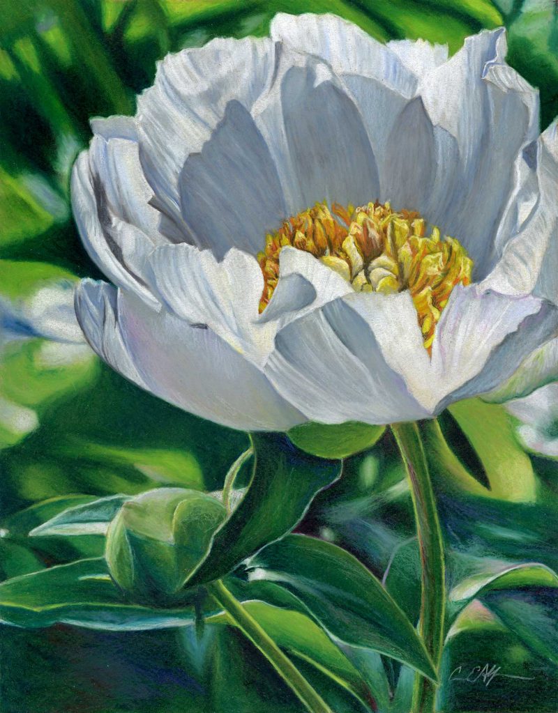 "Glow", 11" x 14", colored pencil