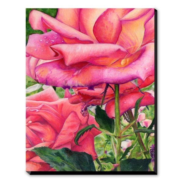 Morning Blush - Art Print