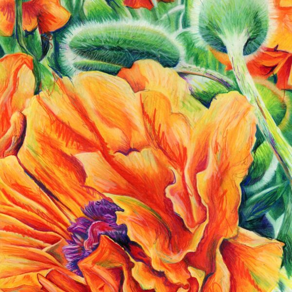 "Warm Breeze", 16" x 20", colored pencil 