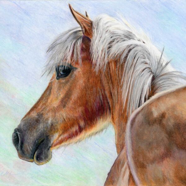 "Watchful", 11" x 14", colored pencil
