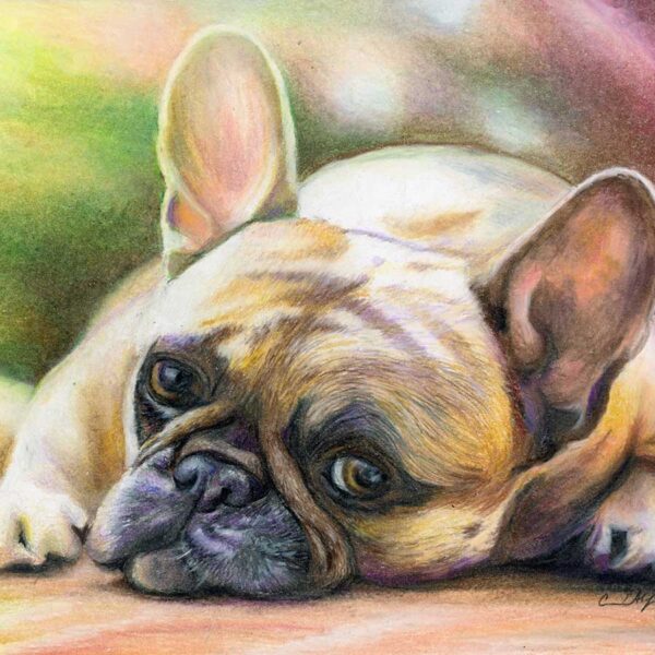 French Bulldog, 10" x 8", colored pencil