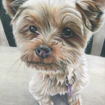 SOLD - Josie, 11" x 14", colored pencil
