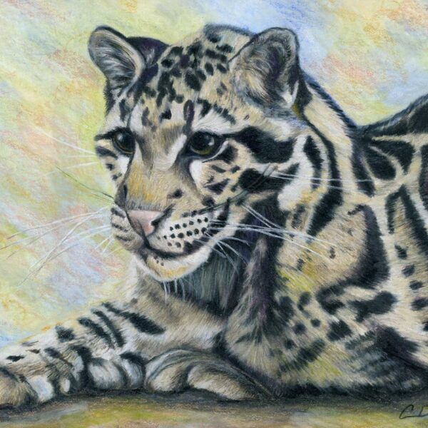 Clouded Leopard - Original Art