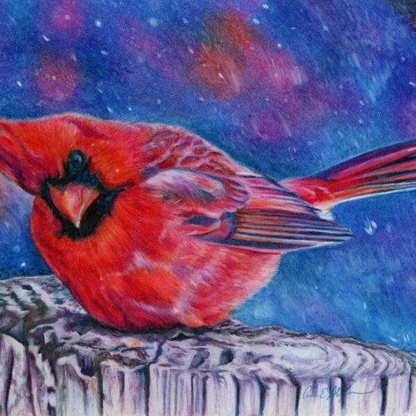 "Cold Cardinal", 8" x 10", colored pencil 
