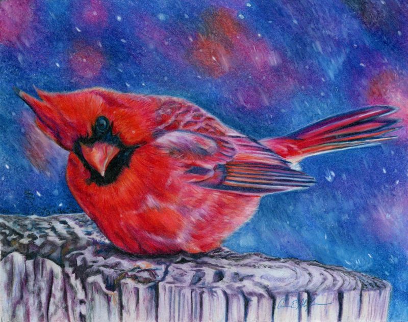 "Cold Cardinal", 8" x 10", colored pencil