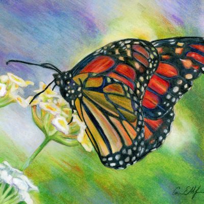"Monarch", 8" x 10", colored pencil
