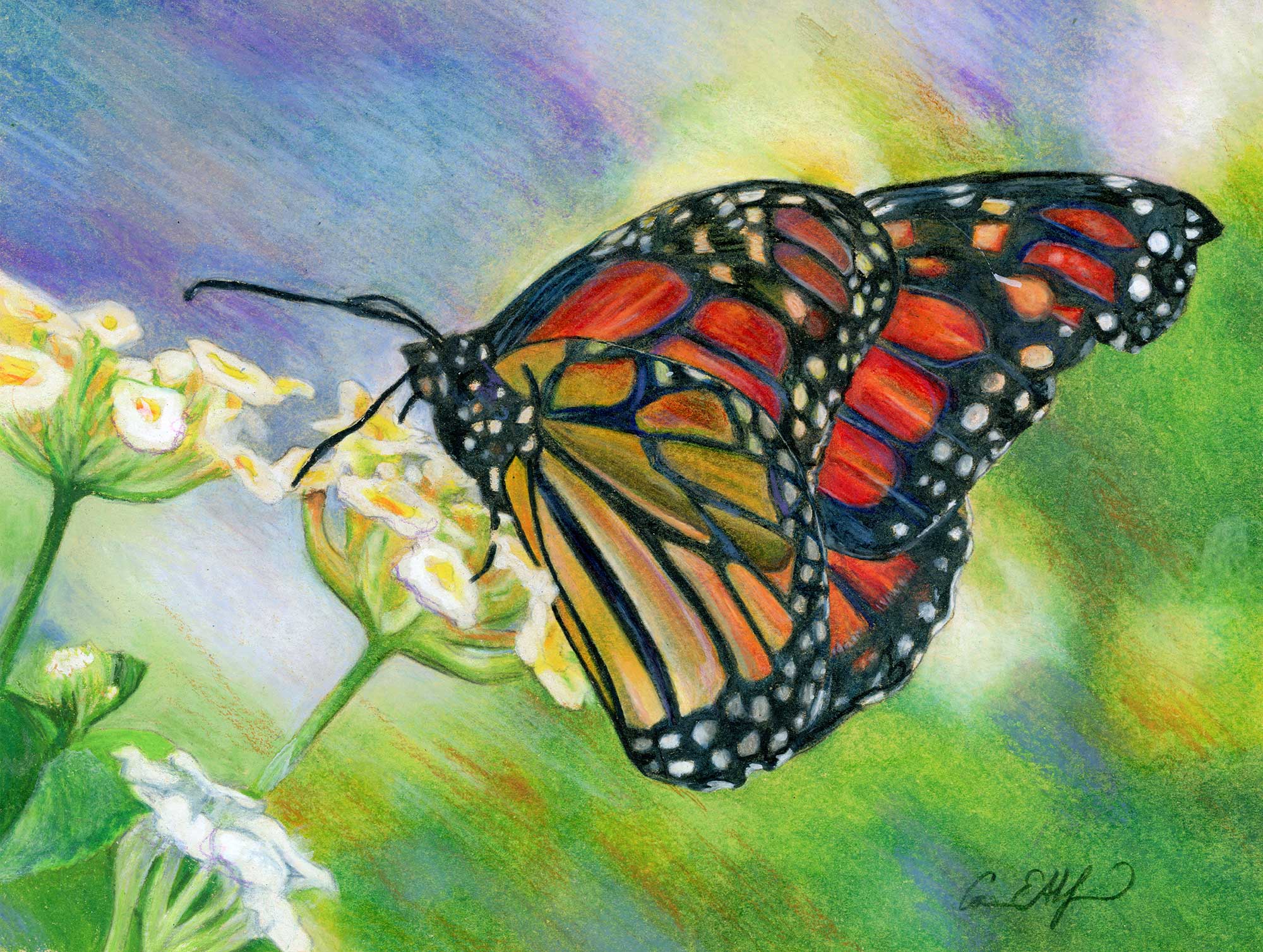 Monarch Butterfly Original Watercolor Painting Flowers Butterfly Art Work  Floral