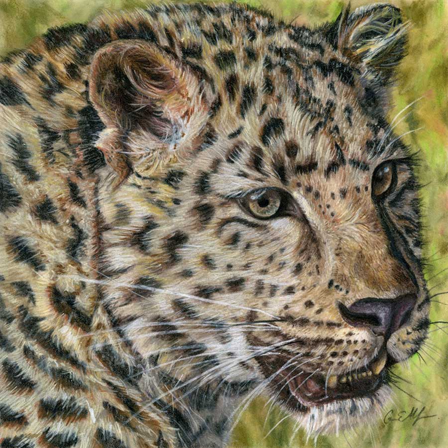 Captivating, 8" x 8", colored pencil