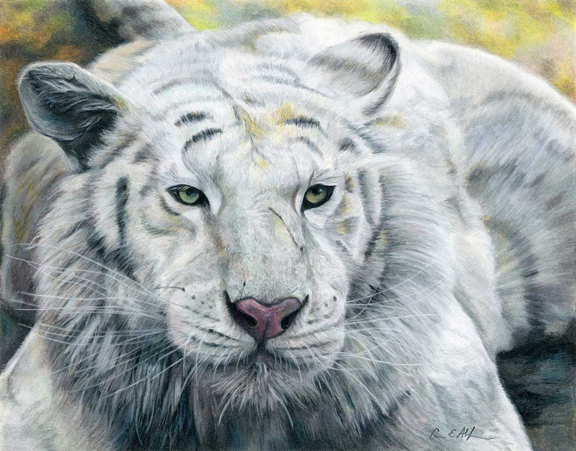 NFS - Contemplation, 14" x 11", colored pencil
