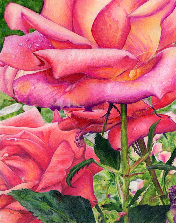 SOLD - "Morning Blush", 11" x 14", colored pencil