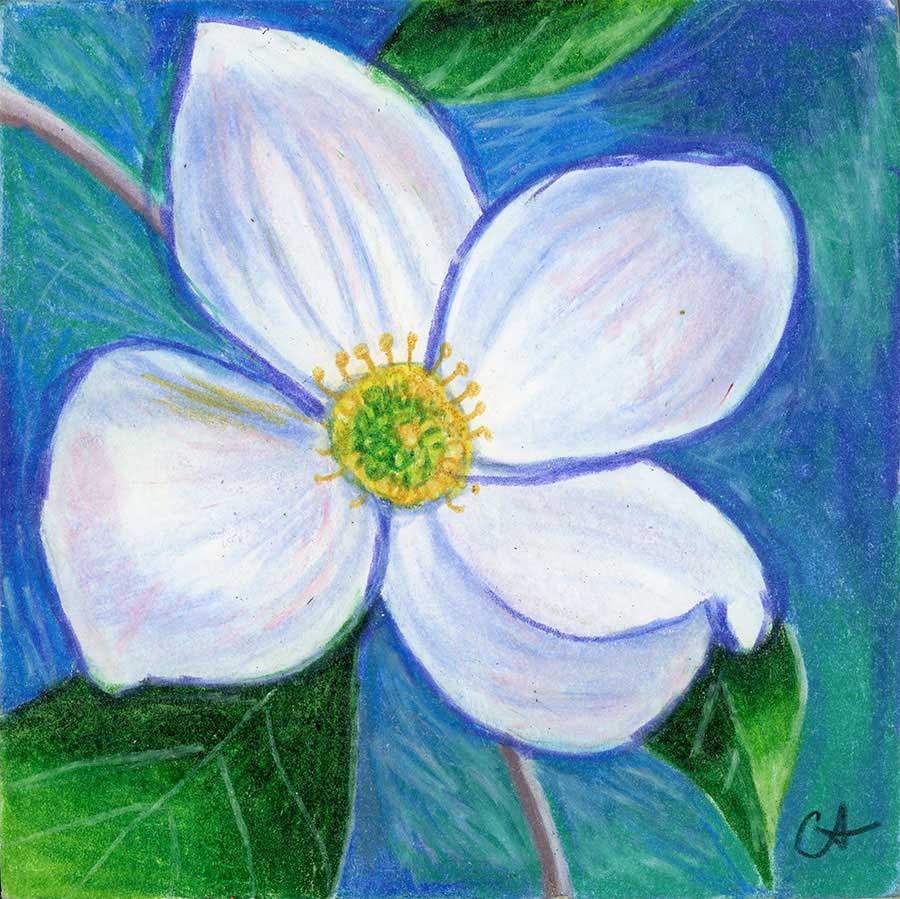 SOLD - Blue Dogwood