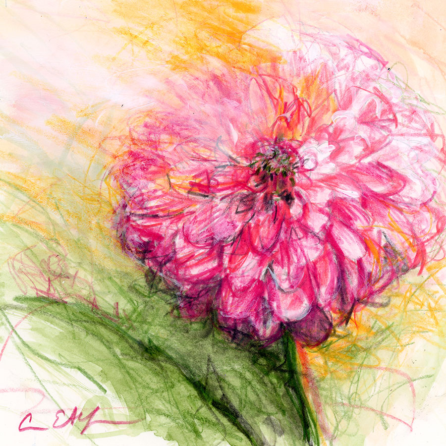 Pink Dahlia (Day 27 - Park)